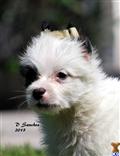 Chinese Crested